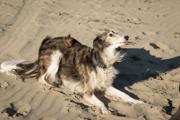 Kira, a Silken Windhound tested with EmbarkVet.com