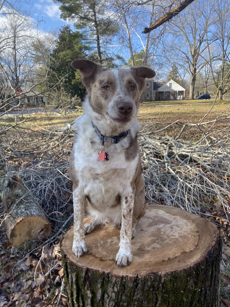 Cooper, an Australian Shepherd and Australian Cattle Dog mix tested with EmbarkVet.com