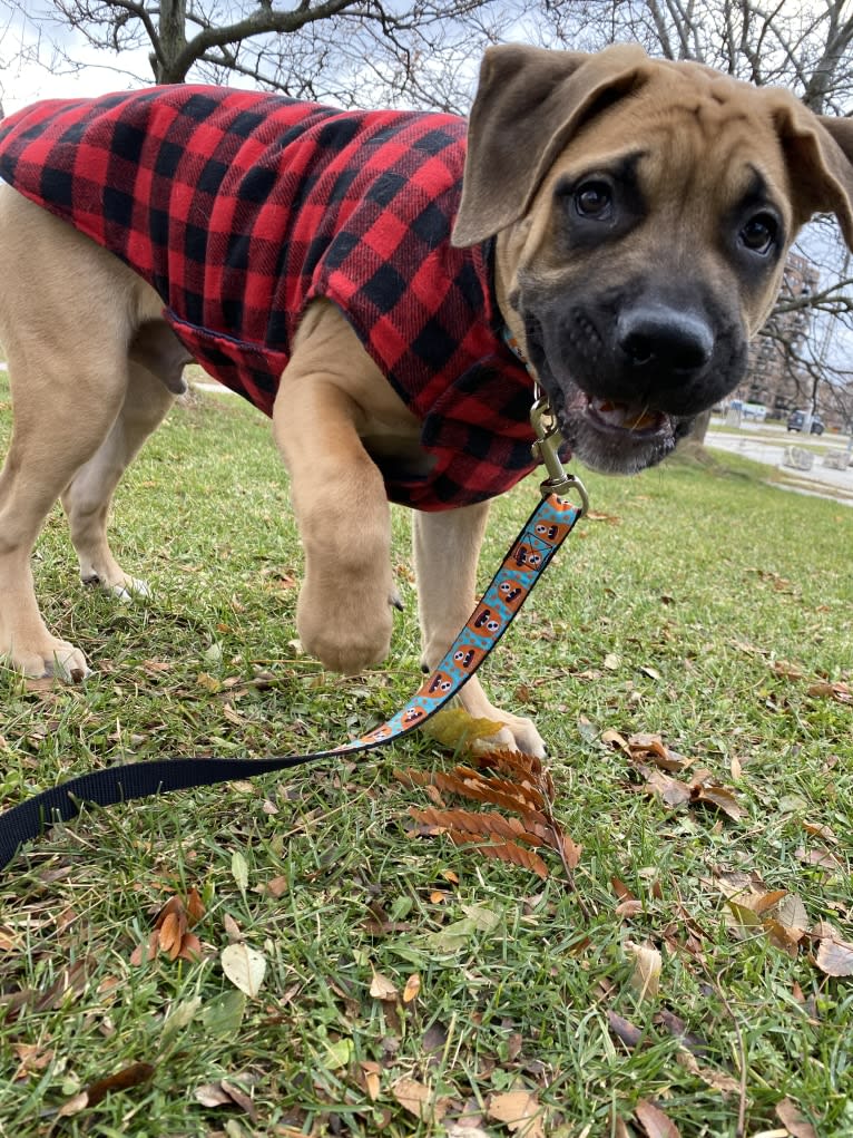 Leo, a Mastiff and Perro de Presa Canario mix tested with EmbarkVet.com