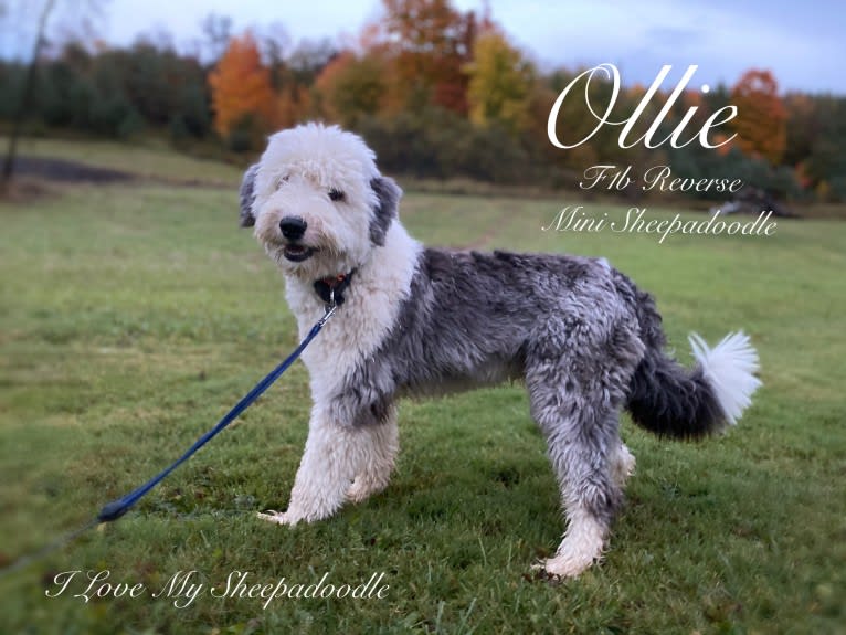 Ollie, a Sheepadoodle tested with EmbarkVet.com