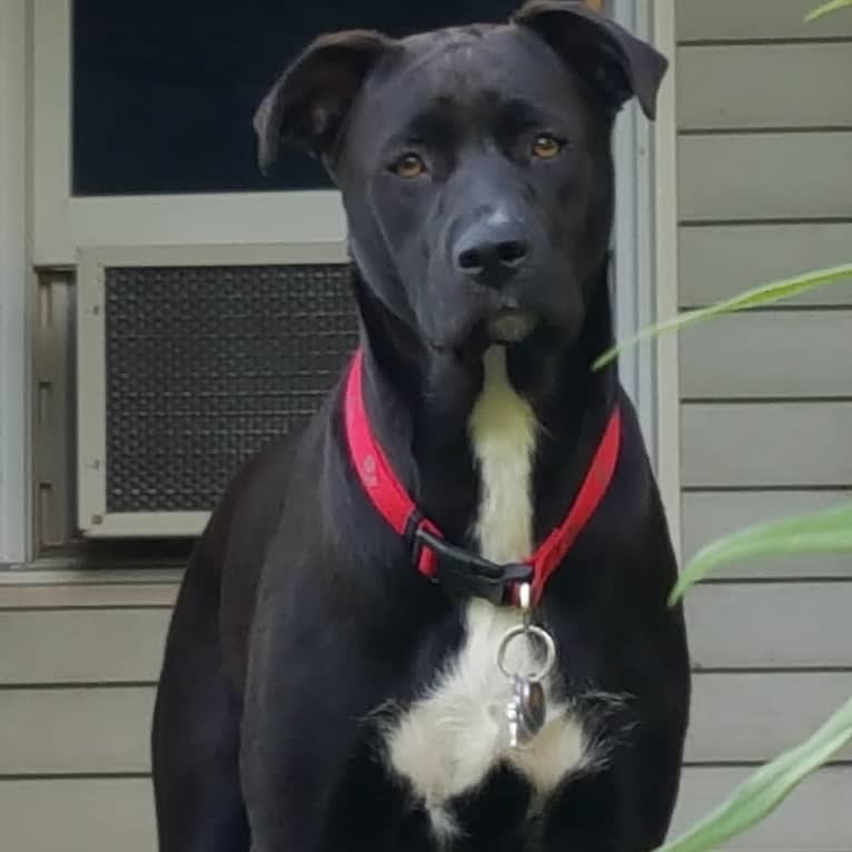 Bear, an American Pit Bull Terrier and German Shepherd Dog mix tested with EmbarkVet.com