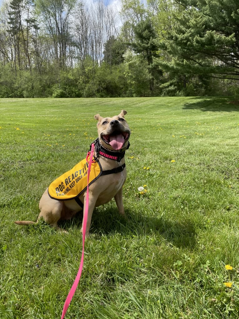 Winnie, an American Pit Bull Terrier tested with EmbarkVet.com