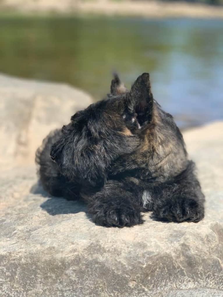 Artur, a Scottish Terrier tested with EmbarkVet.com