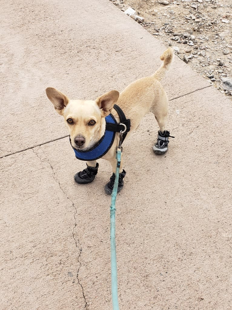 Swivel, a Chihuahua and Poodle (Small) mix tested with EmbarkVet.com