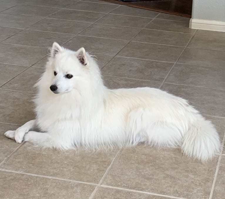 Osso, an American Eskimo Dog tested with EmbarkVet.com