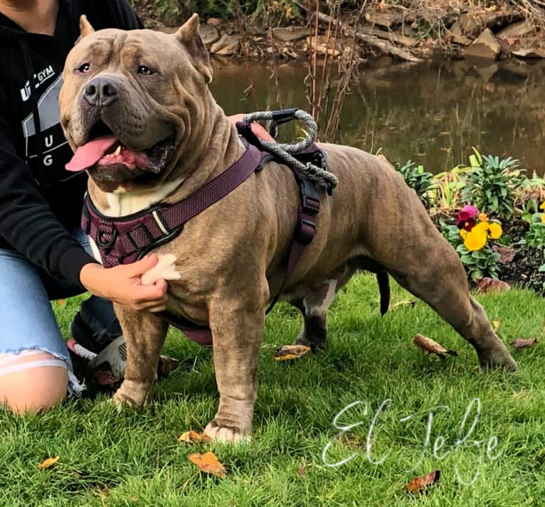 El Jefe, an American Bully tested with EmbarkVet.com