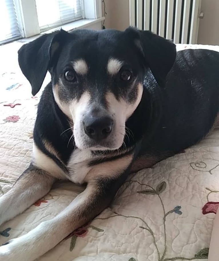 Lady, a Chow Chow and Labrador Retriever mix tested with EmbarkVet.com