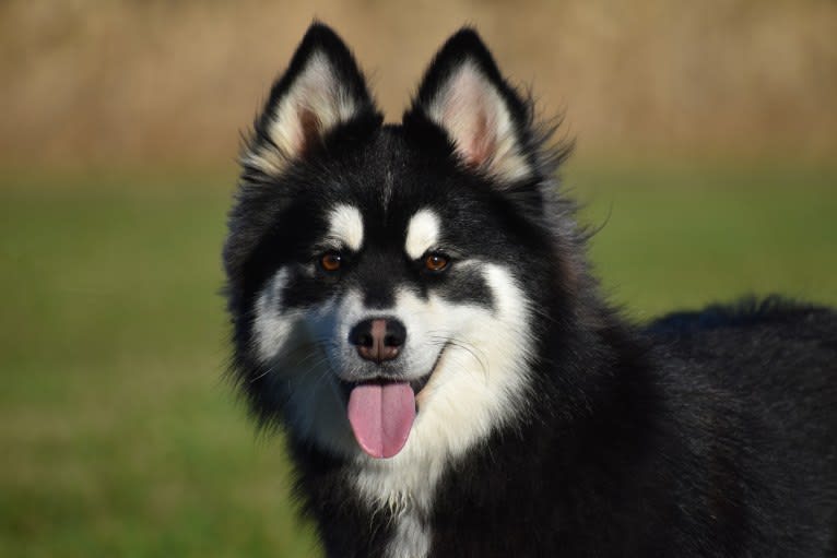 Lorrie, a Pomeranian and Siberian Husky mix tested with EmbarkVet.com