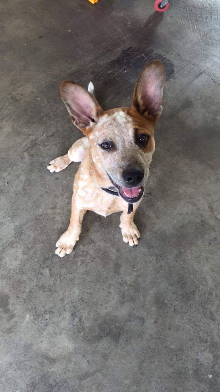 Frost, an Australian Cattle Dog tested with EmbarkVet.com