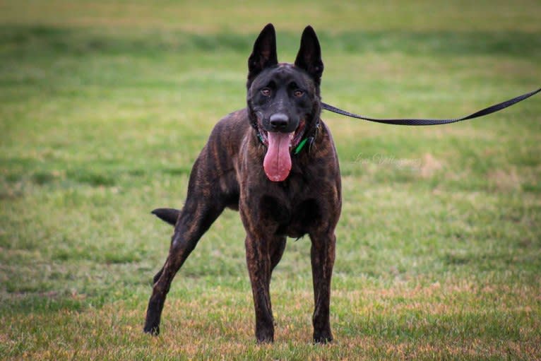 Static, a Dutch Shepherd tested with EmbarkVet.com