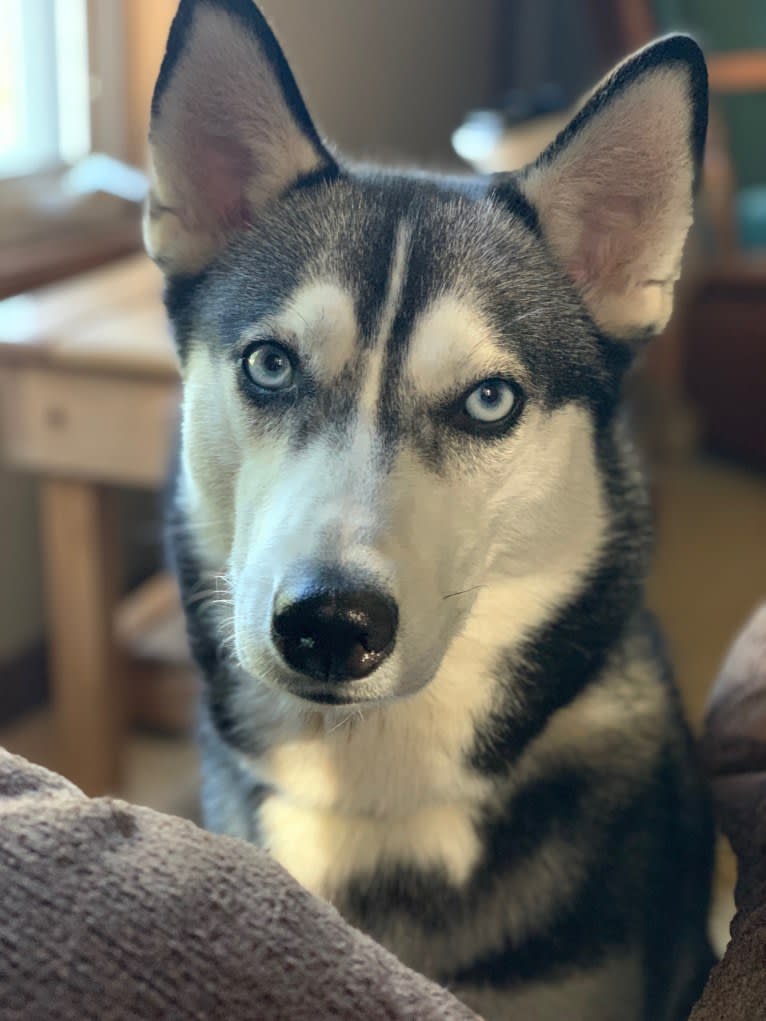 Mika, a Siberian Husky tested with EmbarkVet.com