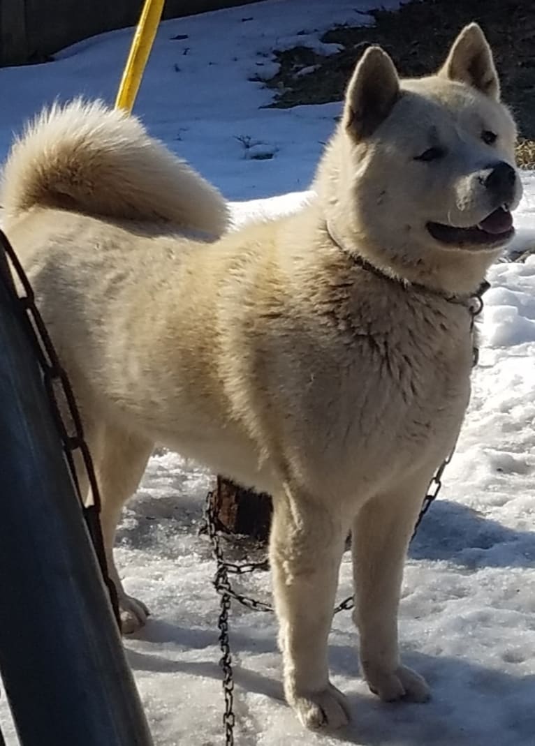 Arya, an Akita tested with EmbarkVet.com