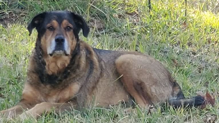 Cooper, a Great Pyrenees and Rottweiler mix tested with EmbarkVet.com