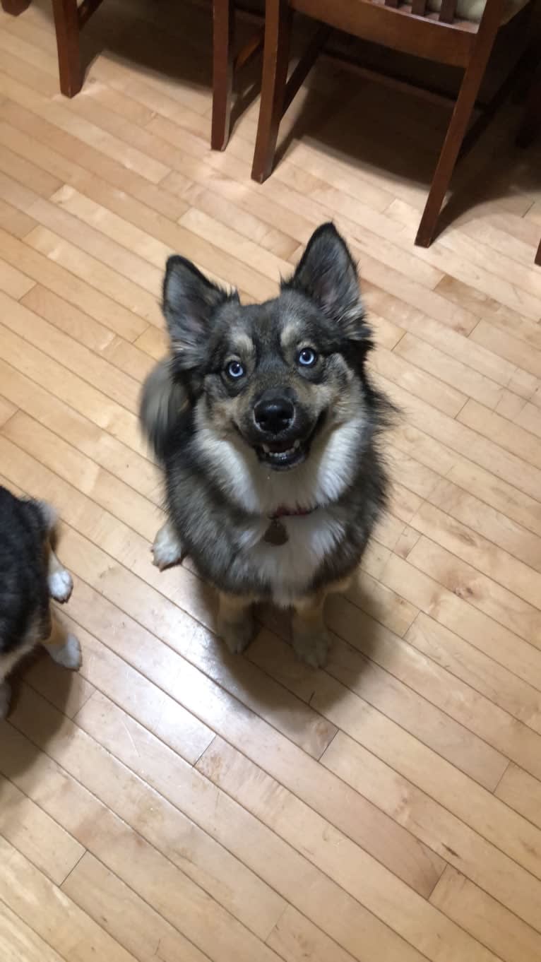 Nali, a Pomsky tested with EmbarkVet.com