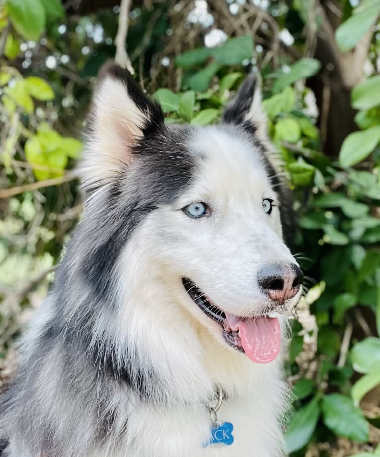 Jack, a Siberian Husky tested with EmbarkVet.com