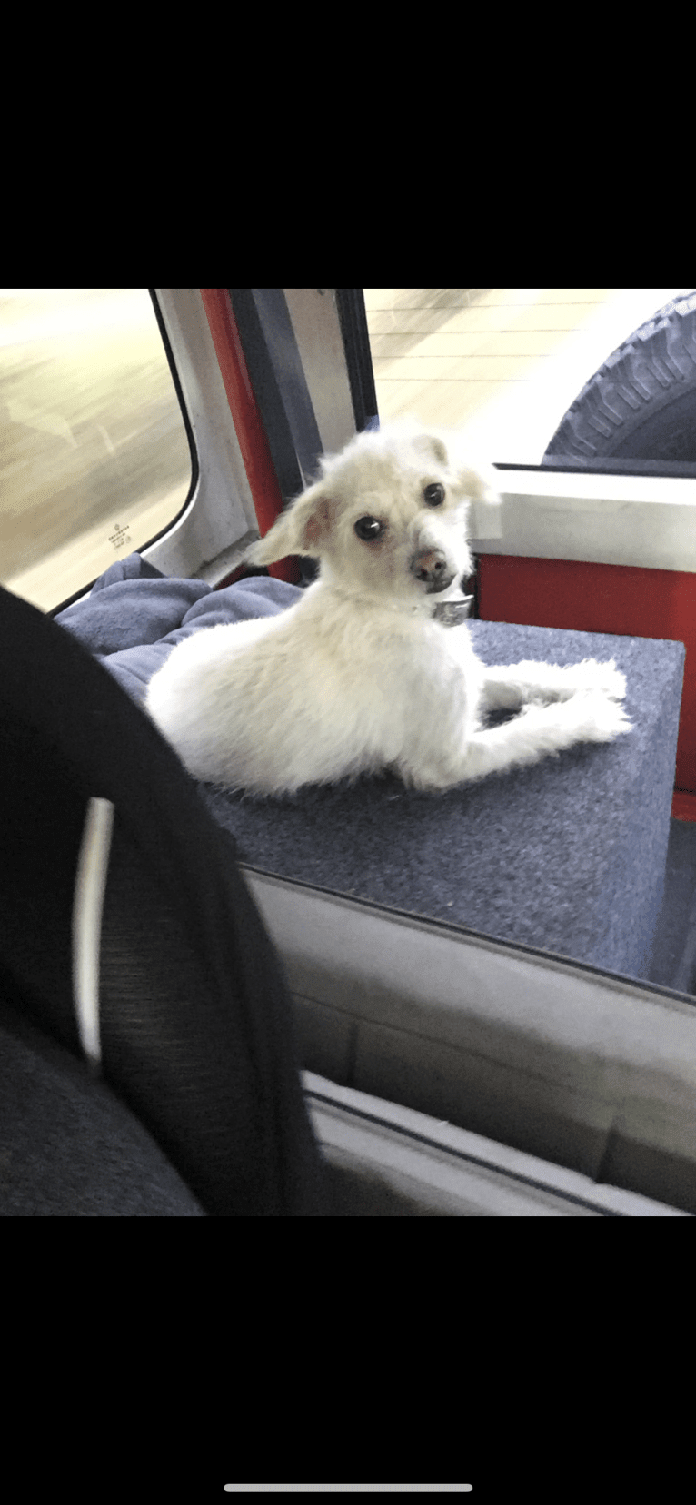 Bella, a Poodle (Small) and Chihuahua mix tested with EmbarkVet.com