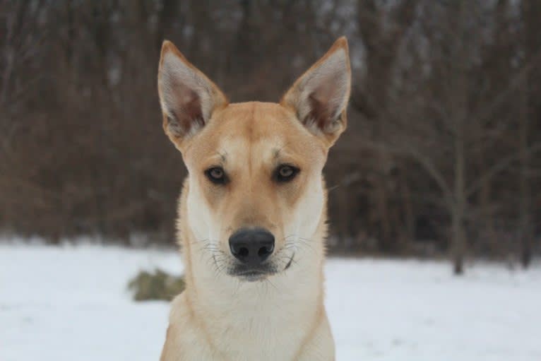 Bones, a Carolina Dog tested with EmbarkVet.com