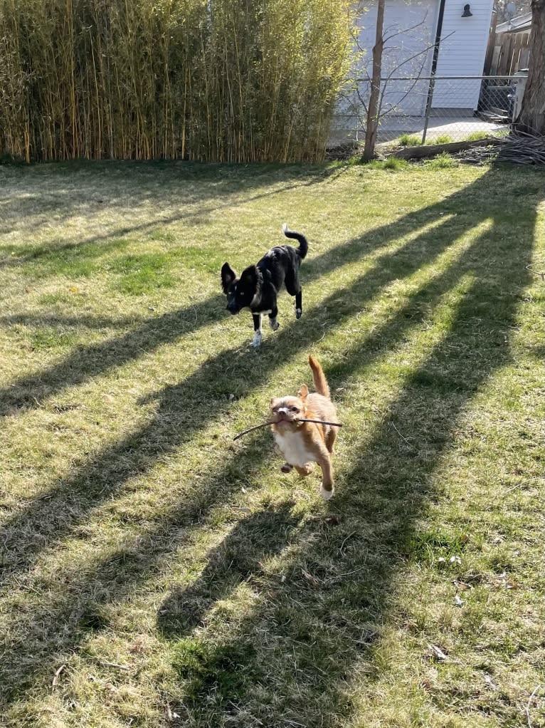 Penny, a Boston Terrier and Pekingese mix tested with EmbarkVet.com