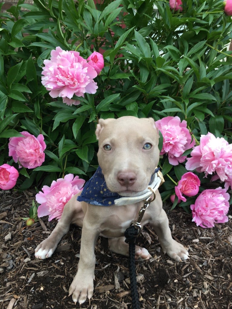 Mira, an American Pit Bull Terrier and American Bulldog mix tested with EmbarkVet.com