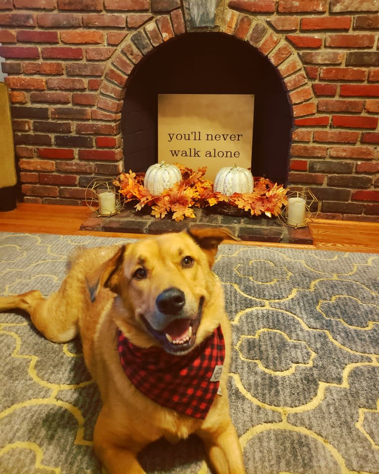 Buddy, an Alaskan Malamute and American Pit Bull Terrier mix tested with EmbarkVet.com