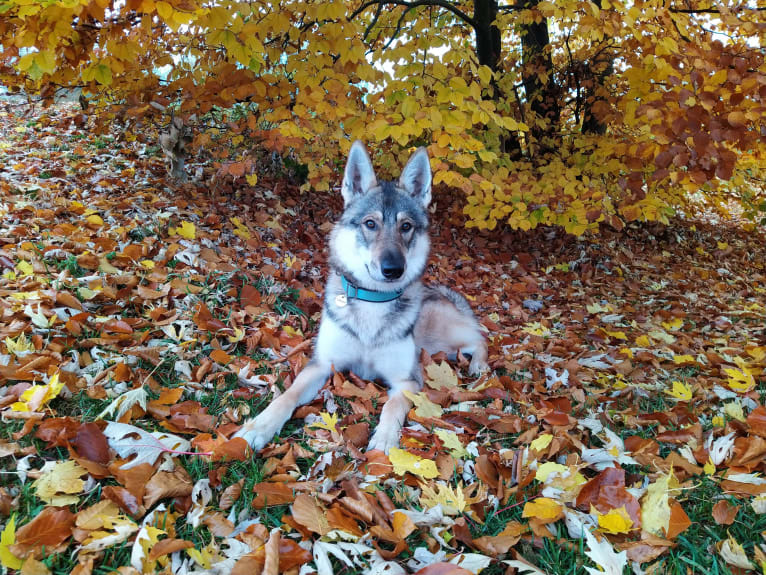 "Yakari"  Lone Tamaskan Arkham Bruce Wayne, a Siberian Husky and Alaskan Malamute mix tested with EmbarkVet.com