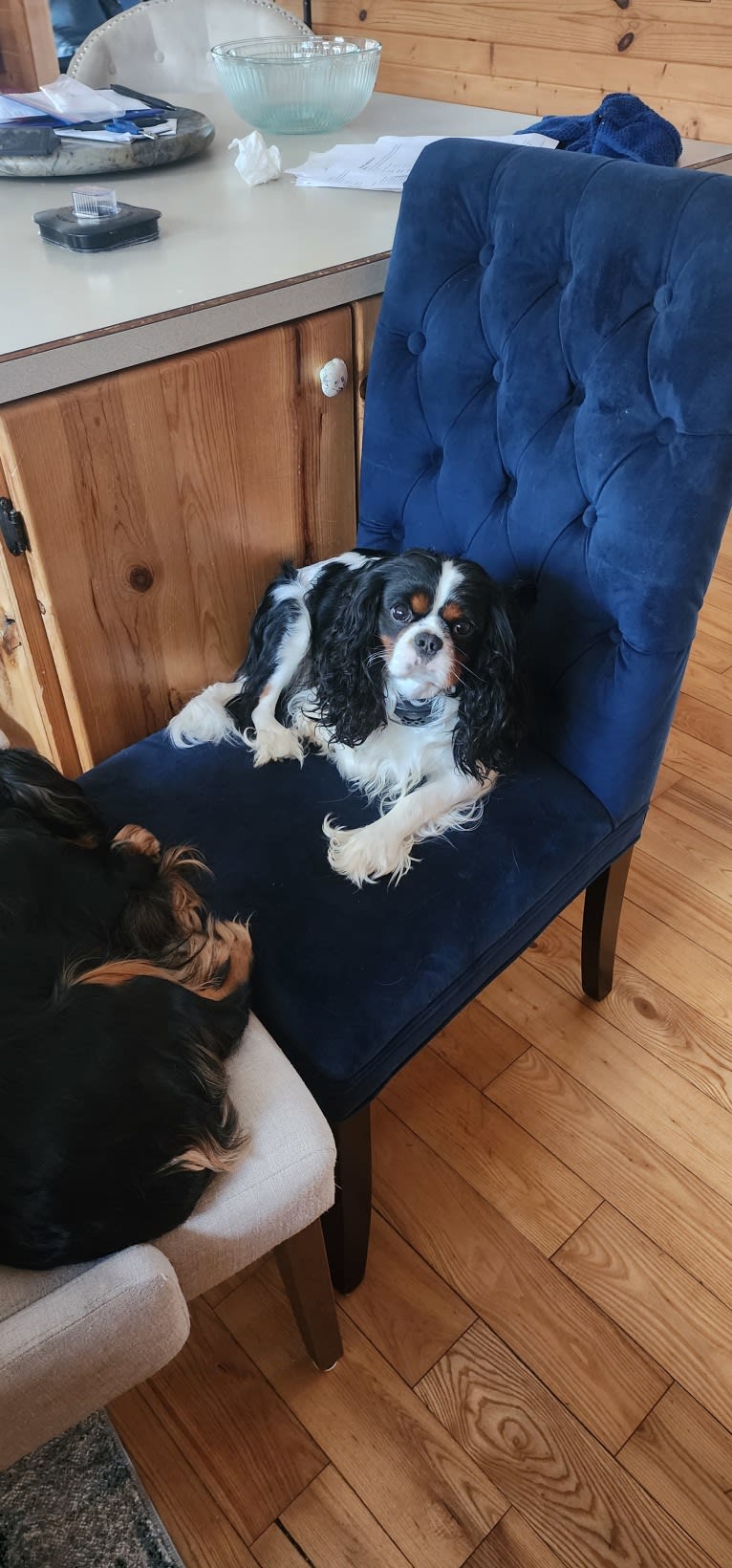 Iver McDerMutt, a Cavalier King Charles Spaniel tested with EmbarkVet.com