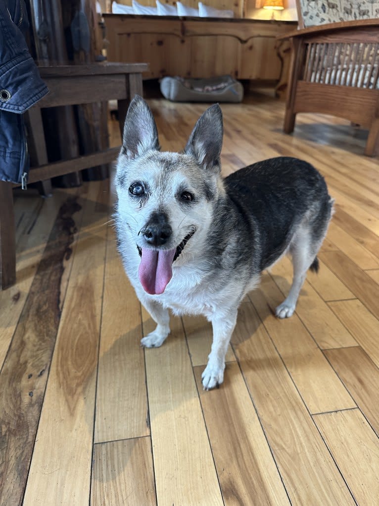 Midge, a Chihuahua and Australian Shepherd mix tested with EmbarkVet.com
