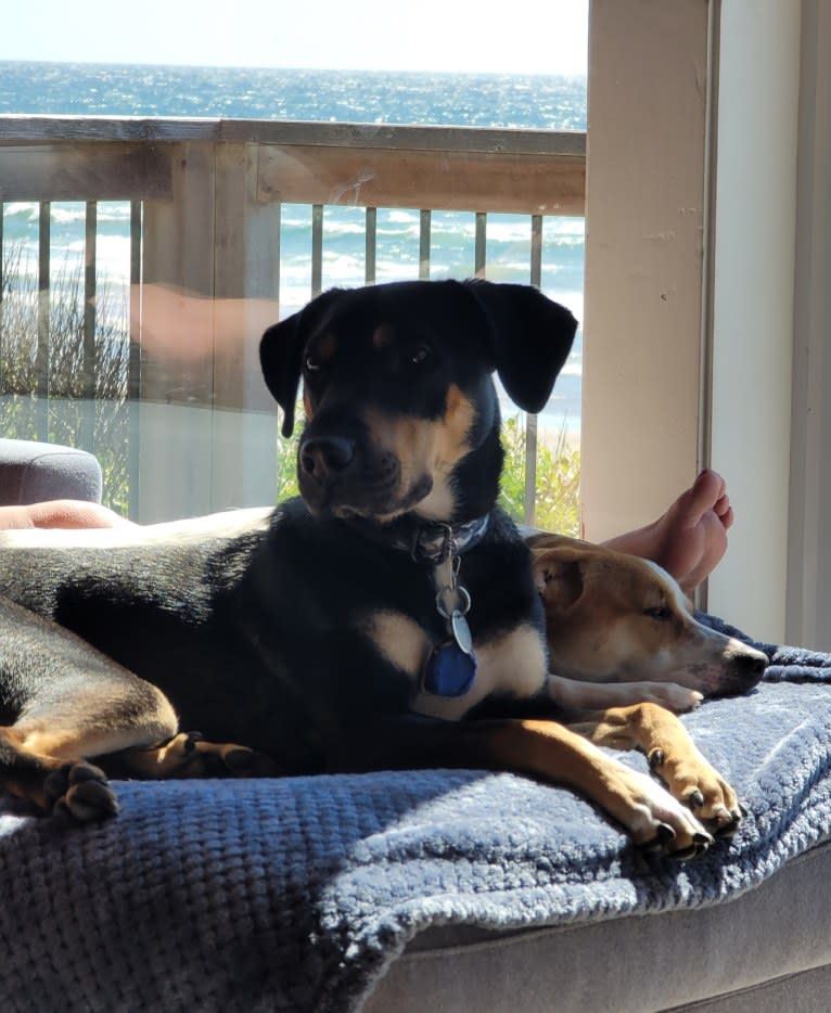 Stanley, a Siberian Husky and Australian Cattle Dog mix tested with EmbarkVet.com