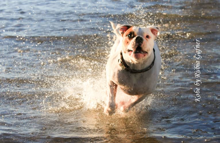 Kobe, a Bulldog and American Pit Bull Terrier mix tested with EmbarkVet.com