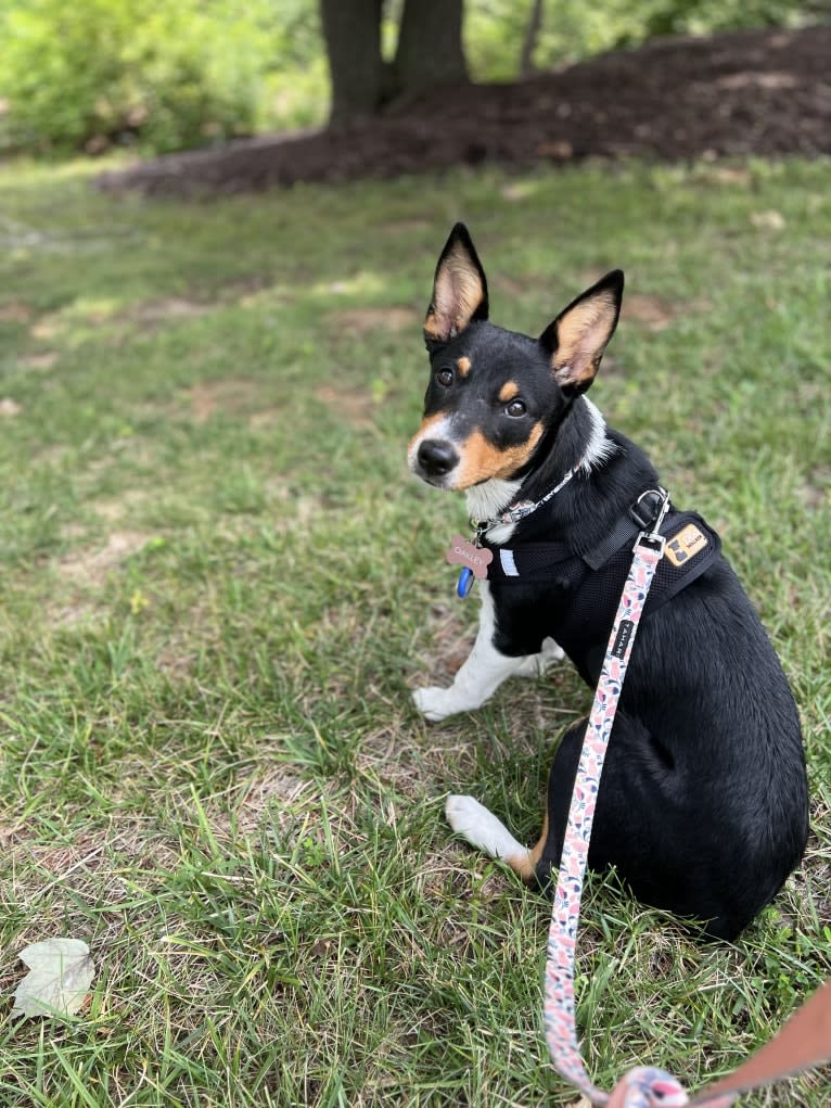Oakley, an Australian Cattle Dog and Pembroke Welsh Corgi mix tested with EmbarkVet.com