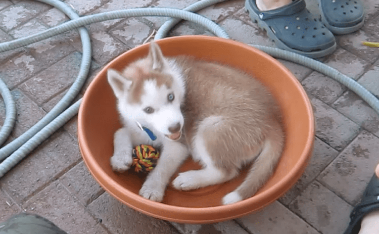 Leo, a Siberian Husky tested with EmbarkVet.com