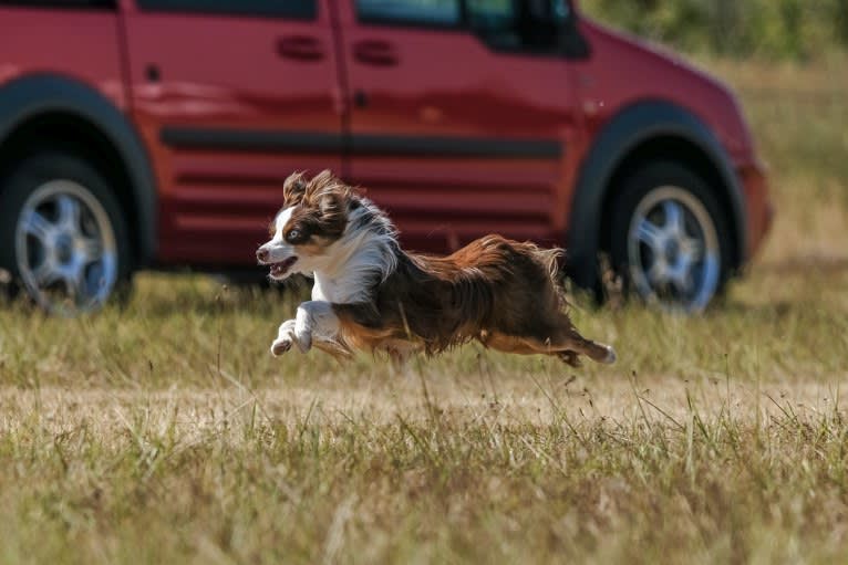 Ludo, an Australian Shepherd tested with EmbarkVet.com