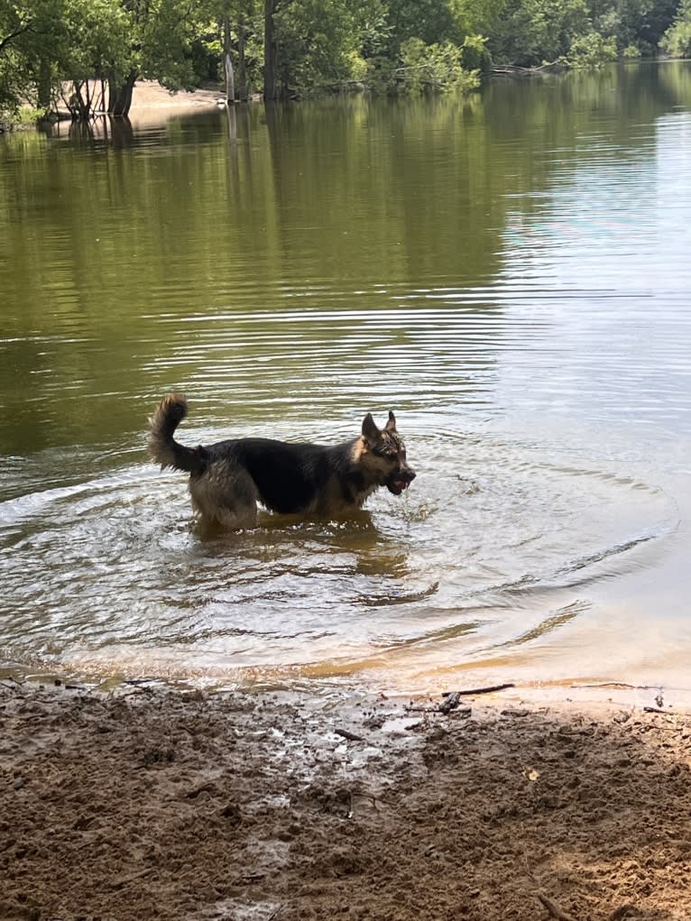 Hela, a Siberian Husky and German Shepherd Dog mix tested with EmbarkVet.com