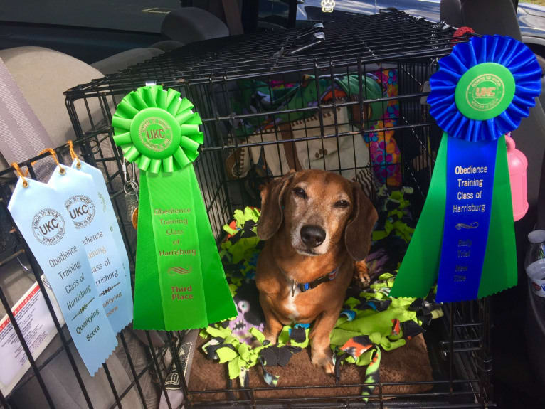 URO3 NI NE Jacob Levi RI SWA SHDNE CGCA TKP RATN RL1X RL2 RLV2X CW-ARA CW-DDA CW-Ob2A, a Dachshund tested with EmbarkVet.com