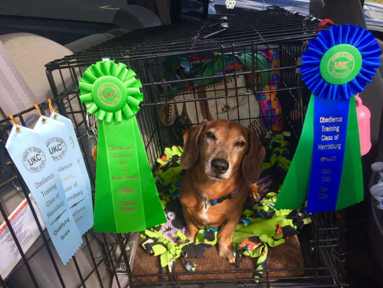 Jacob Levi, a Dachshund tested with EmbarkVet.com