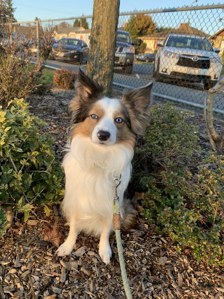 Pico, a Border Collie and Papillon mix tested with EmbarkVet.com