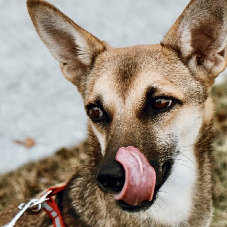 Vera, a Middle Eastern Village Dog tested with EmbarkVet.com