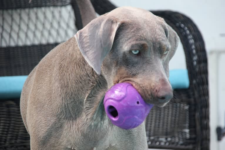 Major, a Catahoula Leopard Dog and Labrador Retriever mix tested with EmbarkVet.com