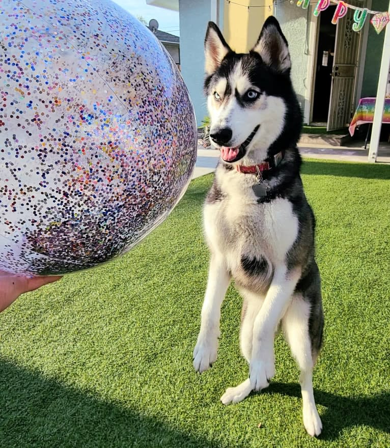 Teyla, a Siberian Husky tested with EmbarkVet.com