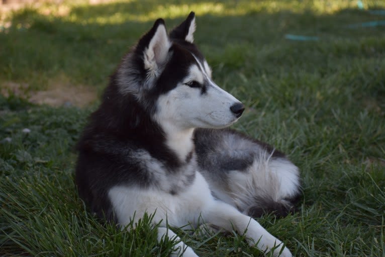 Karma, a Siberian Husky and Alaskan Malamute mix tested with EmbarkVet.com
