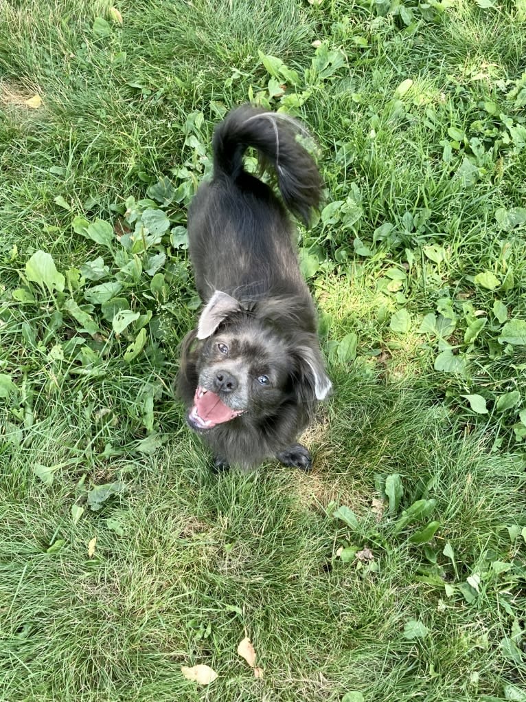 Ruby, a Chihuahua and Shih Tzu mix tested with EmbarkVet.com