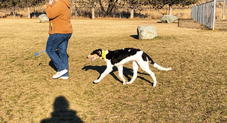 Lyra, a Borzoi tested with EmbarkVet.com