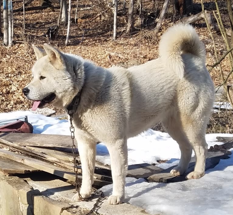 Arya, an Akita tested with EmbarkVet.com