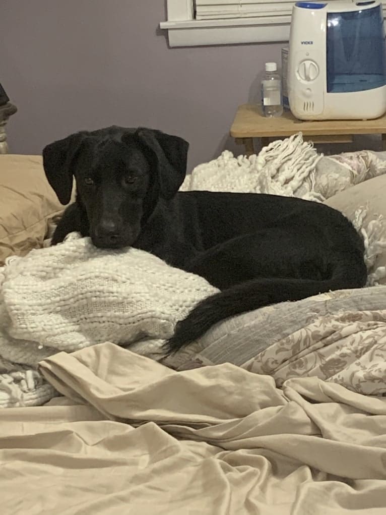 Cindy Lou, a Labrador Retriever and Border Collie mix tested with EmbarkVet.com