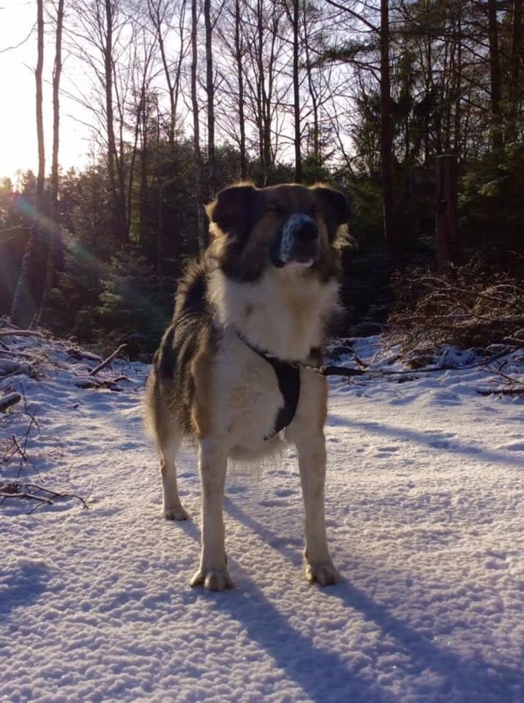 Mr Fluffy Russian Dog, a West Asian Village Dog tested with EmbarkVet.com