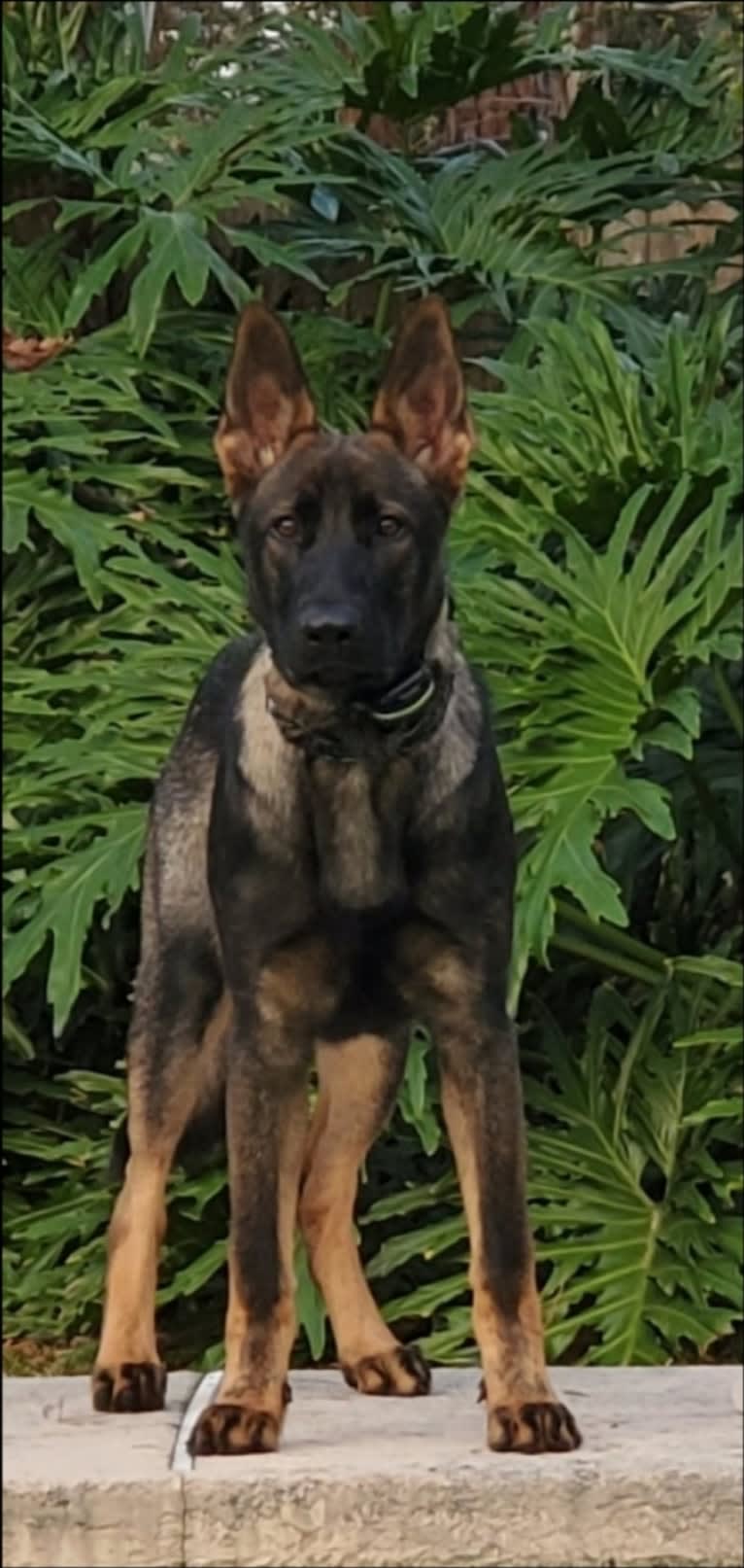 Dog cone argos top