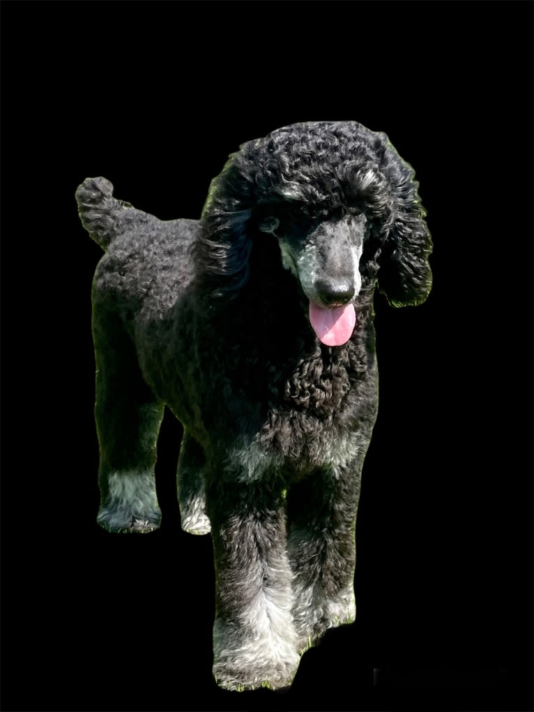 Jayde, a Poodle (Standard) tested with EmbarkVet.com