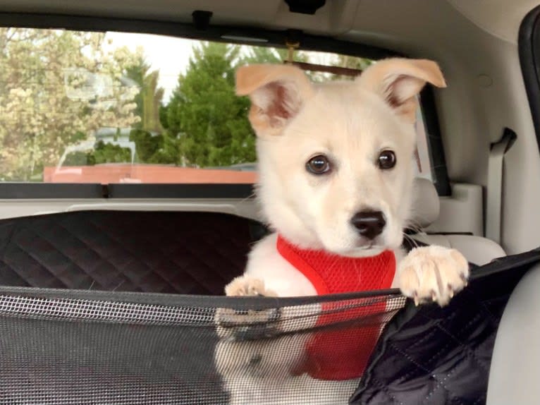 Skye, a Great Pyrenees and Australian Shepherd mix tested with EmbarkVet.com