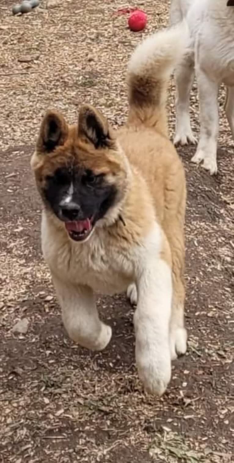 Geena, an Akita tested with EmbarkVet.com