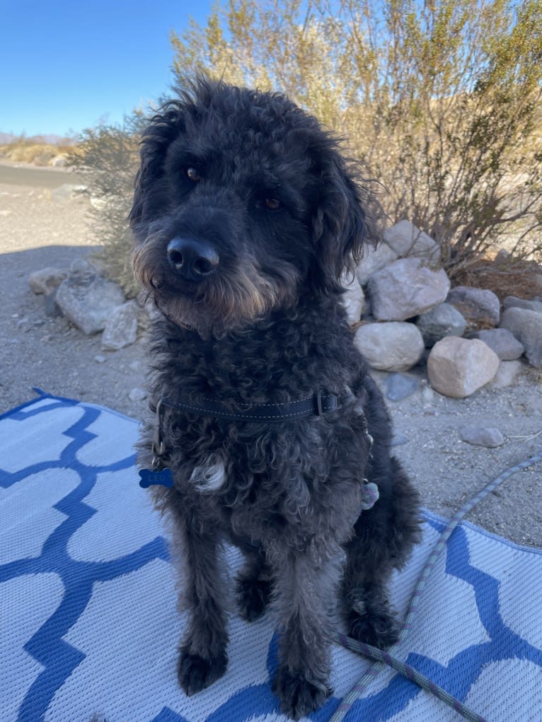 Leo, a Poodle (Standard) and Beagle mix tested with EmbarkVet.com